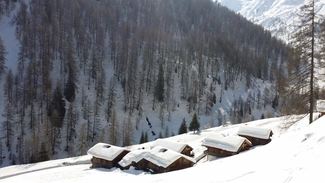 Alfenalm