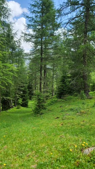 dieses traumhafte Stückchen Erde - Waldbaden