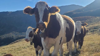 Jungvieh auf der hohen Alm