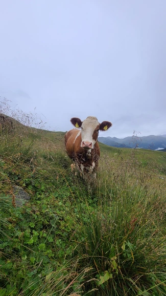 Jungvieh auf der hohen Alm