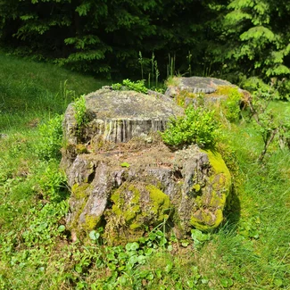 Baumstumpf