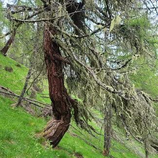 Waldbaden - Wunder der Natur